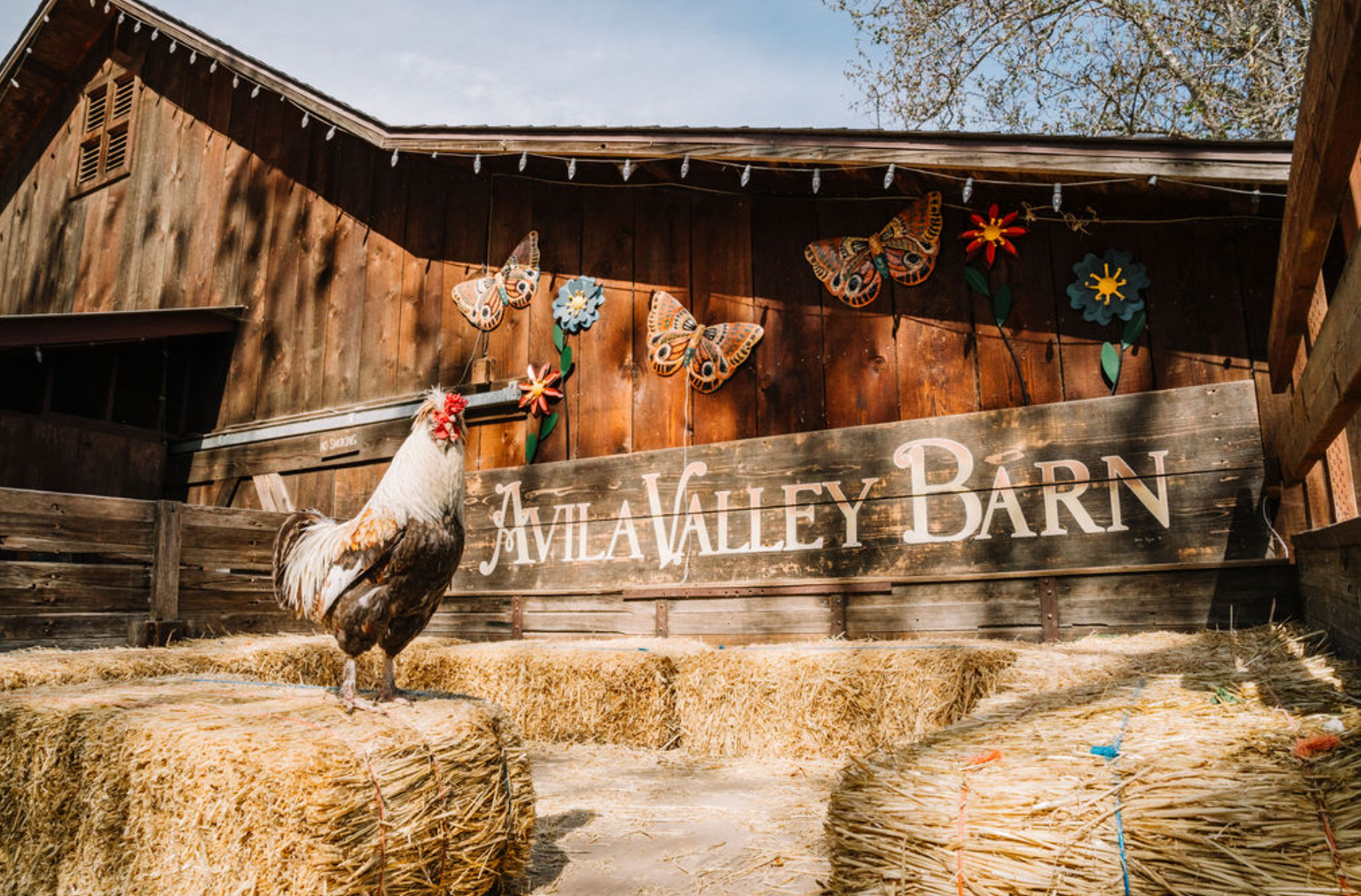10 Must-Do Activities Near Avila Beach